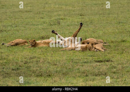 L'African Lion (Panthera leo) pride en appui sur la savane ouverte dans le cratère du Ngorongoro, en Tanzanie Banque D'Images