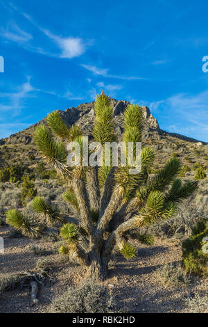 Joshua Tree, Yucca brevifolia, à l'Oak Springs zone de collecte de fossiles de trilobites du sommet, sur les terres BLM le long de la route 93 au Nevada, USA Banque D'Images