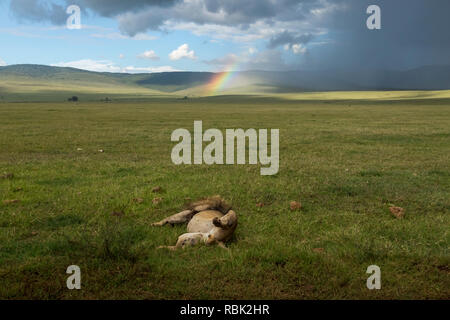 L'African Lion (Panthera leo), mâle, dormir avec un arc-en-ciel derrière lui dans le cratère du Ngorongoro, en Tanzanie Banque D'Images