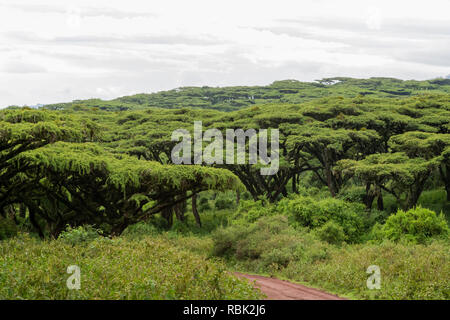 Télévision à haut Acacia (Acacia abyssinica) arbres sur le bord du cratère dans le cratère du Ngorongoro, en Tanzanie Banque D'Images