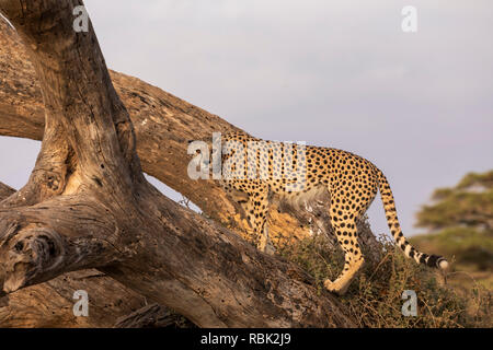 Le Guépard (Acinonyx jubatus) femmes perchées sur un arbre mort tombé dans le Parc national Amboseli, Kenya Banque D'Images