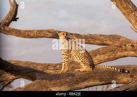 Le Guépard (Acinonyx jubatus) femmes perchées sur un arbre mort tombé dans le Parc national Amboseli, Kenya Banque D'Images