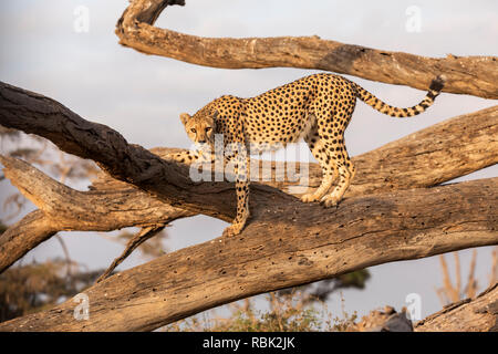 Le Guépard (Acinonyx jubatus) femmes perchées sur un arbre mort tombé dans le Parc national Amboseli, Kenya Banque D'Images