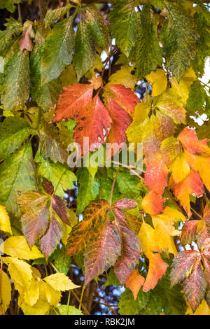 Vigne vierge, Parthenocissus quinquefolia, feuilles d'automne sur le Caliente Railroad Depot le long de la route 93 au Nevada, USA Banque D'Images