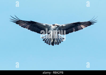 Osprey planant au début d'avril Banque D'Images