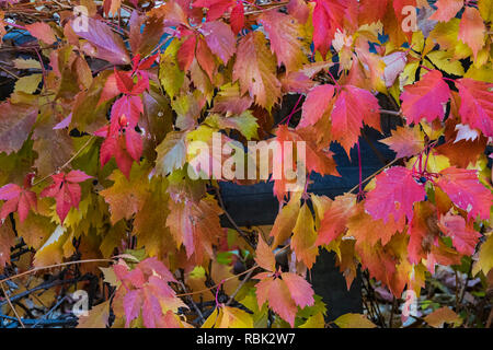 Automne vigne vierge, Parthenocissus quinquefolia, poussant sur des arbres cottonwood dans Kershaw-Ryan State Park près de Caliente, Nevada, USA Banque D'Images