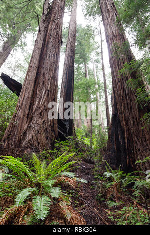 Un bosquet d'arbres Redwood Coast (Sequoia sempervirens) pousse le long de la piste de Ben Johnson à Muir Woods Monumment National. Banque D'Images