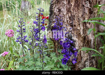 Fleurs de Delphinium mauve-foncé à côté d'une vieille souche Banque D'Images