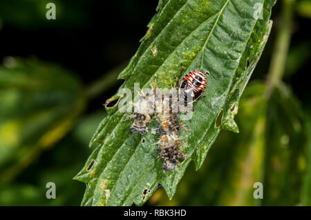 Vadnais Heights, Minnesota. John H. Allison forêt. Stink bug nymphe, Podisus placide, se nourrissant d'une carcasse catepillar. Banque D'Images