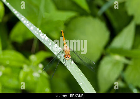 Vadnais Heights, Minnesota. Forêt John H. Allison. Femelle à Face blanche Meadowhawk, 'myptum obtrusque' sur une lame d'herbe. Banque D'Images