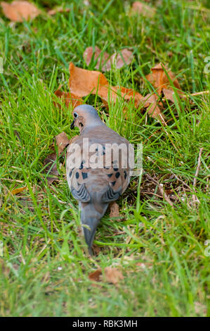 Vadnais Heights, Minnesota. Tourterelle mâle, Zenaida macroura, à l'alimentation des oiseaux pour manger sur le sol à l'automne. Banque D'Images