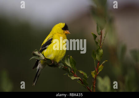 Chardonneret jaune situé sur branche d'arbre sur une journée d'été chez Lafarge Meadows dans Fish Creek Park, Calgary, Alberta, Canada Banque D'Images