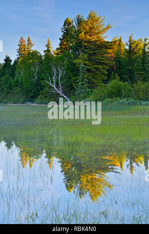 Pins blancs reflétés dans les eaux peu profondes du lac à mi-chemin, à mi-chemin Lake Provincial Park, Ontario, Canada Banque D'Images