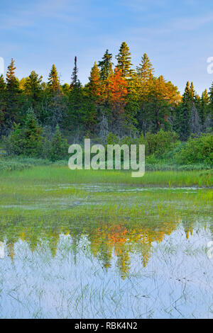 Pins blancs reflétés dans les eaux peu profondes du lac à mi-chemin, à mi-chemin Lake Provincial Park, Ontario, Canada Banque D'Images