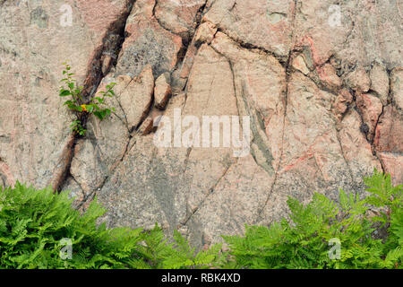 Les fougères fougères à la base d'un affleurement de granit, près de la route du lac Onaping, Ontario, Canada Banque D'Images