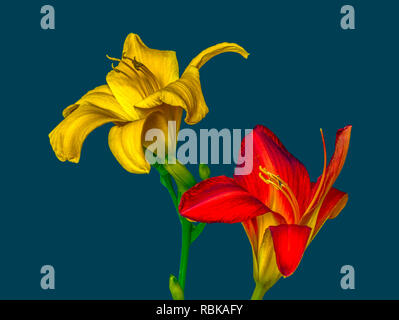 Fine art still life macro image d'une paire de grandes ouvertes isolées l'hémérocalle jaune et rouge avec des fleurs sur la tige avec la texture de fond essence détaillée Banque D'Images