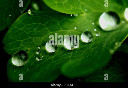 Gouttes d'eau sur leaf Banque D'Images