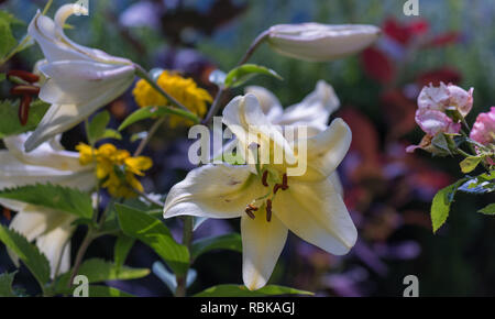 Fleurs de plein air d'une seule macro couleur soleil isolé lys blanc fleur avec gouttes de pluie sur les pétales,floue fond naturel jardin coloré Banque D'Images
