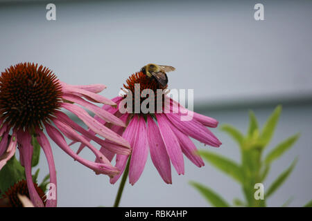 Plan macro sur une alimentation de bourdon sur une fleur d'échinacée pourpre Banque D'Images