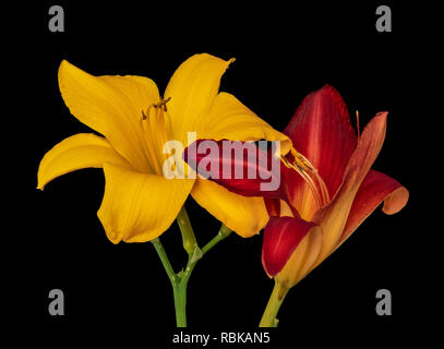 Fine art still life macro image couleur d'une paire de grandes ouvertes isolées l'hémérocalle jaune et rouge s'épanouit avec tige,fond noir,texture détaillée Banque D'Images