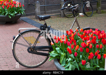 Des vélos et des fleurs sur une rue d'Amsterdam Banque D'Images