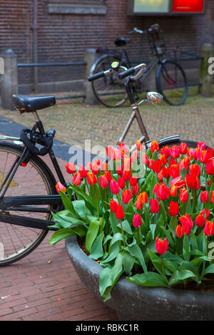Des vélos et des tulipes sur une rue d'Amsterdam Banque D'Images