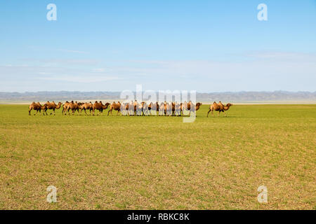 Troupeau de chameaux sauvages en flânant dans les plaines infinies de désert de Gobi en été (désert de Gobi, Mongolie, Asie) Banque D'Images