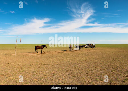 Les chevaux sauvages sont domestiqués par les nomades mongols au désert de Gobi lors de belle journée d'été avec ciel bleu (désert de Gobi, Mongolie, Asie) Banque D'Images