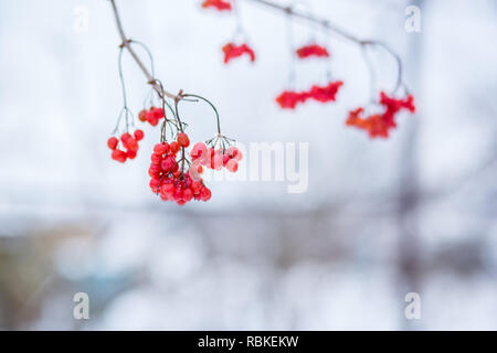 Viburnum viorne d'hiver, les fruits sur l'arbre, l'Ukrainien viburnum, mode de vie sain, fructaria Banque D'Images