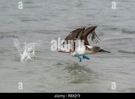 Fou à pieds bleus (Sula nebouxii) en vol, un oiseau marin de la famille fous (Sulidae) endémique à l'île Isabela, Galapagos, îles Galapagos, ce Banque D'Images