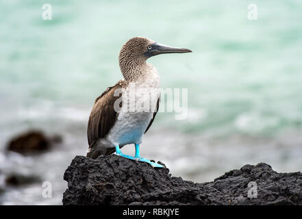 Fou à pieds bleus (Sula nebouxii), oiseau marin de la famille des fous (Sulidae), endémique à l'île Isabela, Galapagos, îles Galapagos, Equateur Banque D'Images