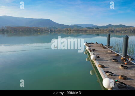 Vue paisible de l'étang de Banyoles avec canards reposant sur un quai flottant, province de Gérone, Catalogne, Espagne Banque D'Images