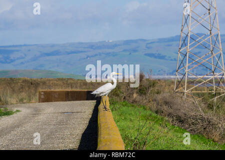 Grande Aigrette debout sur un mur de ciment, San Francisco Bay area trail, Sunnyvale, Californie Banque D'Images