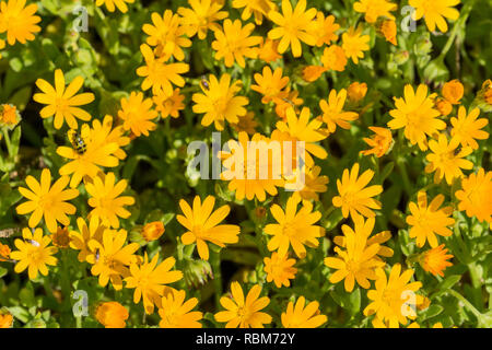 Calendula (Calendula arvensis orange), Californie wildflower Banque D'Images