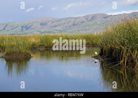 Vue vers le pic de la Mission ; eau ; Don Edwards Wildlife Refuge, South San Francisco bay, Alviso, San Jose, Californie Banque D'Images