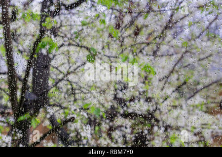 Gouttes de pluie sur une fenêtre ; arbres en fleurs à l'arrière-plan, en Californie Banque D'Images