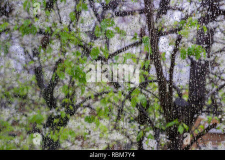 Gouttes de pluie sur une fenêtre ; arbres en fleurs à l'arrière-plan, en Californie Banque D'Images