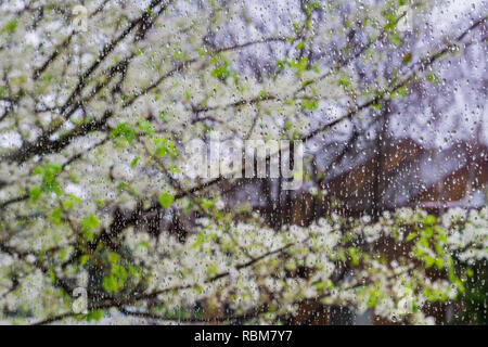 Gouttes de pluie sur une fenêtre ; arbres en fleurs à l'arrière-plan, en Californie Banque D'Images