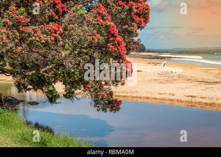 Une belle photo d'un arbre pohutukawa suspendue au-dessus de l'eau à la plage Banque D'Images