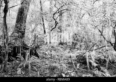 La Nouvelle-Zélande des buissons, arbres enchevêtrés, branches et vives avec mousses, lichens et désert. Banque D'Images