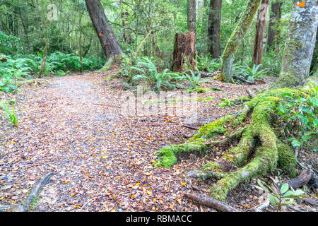 Piste de Braeburn Lake Rotoroa vert luxuriante forêt de hêtres indigènes de Nouvelle-Zélande, à Nelson Lakes National Park Banque D'Images