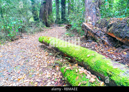 Moussu vert vif sur la voie du journal de Braeburn Lake Rotoroa vert luxuriante forêt de hêtres indigènes de Nouvelle-Zélande, à Nelson Lakes National Park Banque D'Images