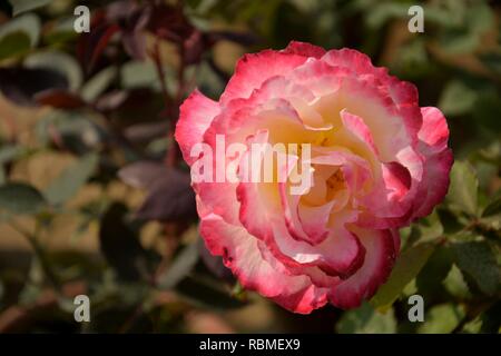 Une seule couleur blanc et rose double delight rose (Rosa) culture des fleurs en plein dans une pépinière/ piscine, jardin avec des feuilles vertes et blur backgrou Banque D'Images