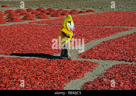 Woman in Red Chili Domaine, Jodhpur, Rajasthan, Inde, Mathania, Asie Banque D'Images