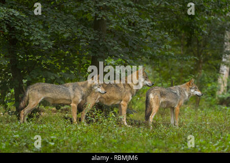 Le loup gris d'Europe, Canis lupus lupus, loup, l'arbre l'Allemagne Banque D'Images