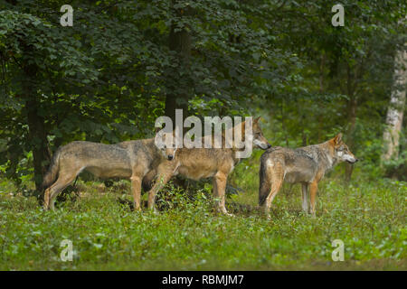 Le loup gris d'Europe, Canis lupus lupus, loup, l'arbre l'Allemagne Banque D'Images