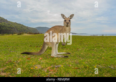 Kangourou gris, Macropus giganteus, Murramarang National Park, New South Wales, Australie Banque D'Images