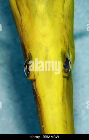 - Poissons-trompette Aulostomus chinensis Banque D'Images