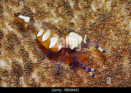 De magnifiques crevettes (ou en verre) - Crevettes Anémone Periclimenes brevicarpalis Banque D'Images