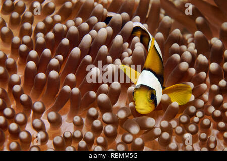 Clownfish Amphiprion mauricienne pour mineurs - chrysogaster Banque D'Images